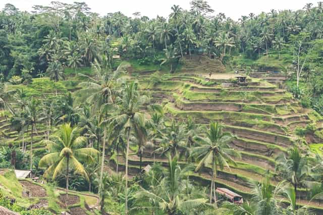 A farm with coconut trees.