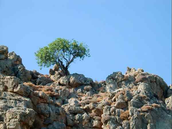 Wild Olive Tree