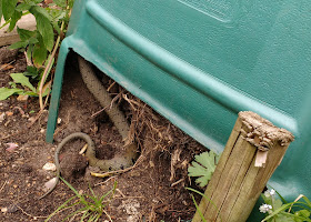 grass snake living on the allotment