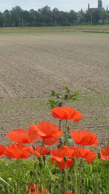 Bloemen als voorgrond in een landschap