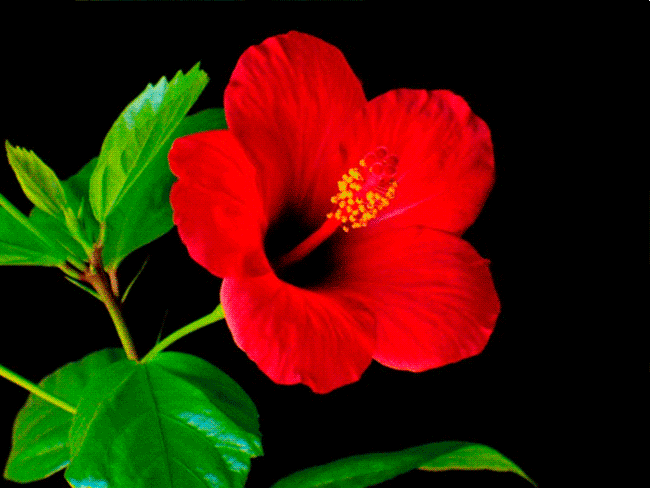 flower