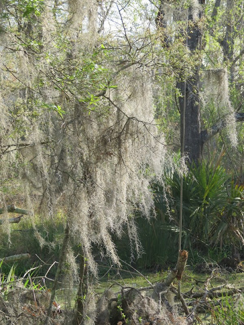 Spanish Moss covered Oak Trees at Armand Bayou Nature Center.