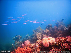 Marine life in Warduwer beach