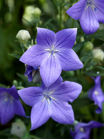 Balloon Flower Plants2