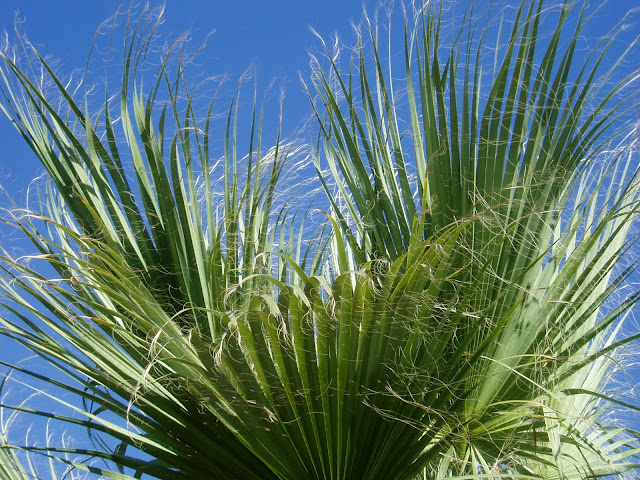 PALMERA DE CALIFORNIA:  Washingtonia filifera