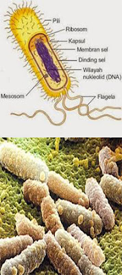 E. coli, Penyebab dan Cara Mengatasinya.