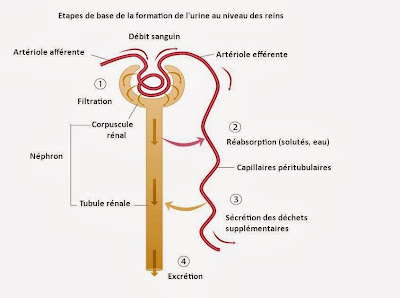 infirmier physiologie rénale néphron glomérule urine