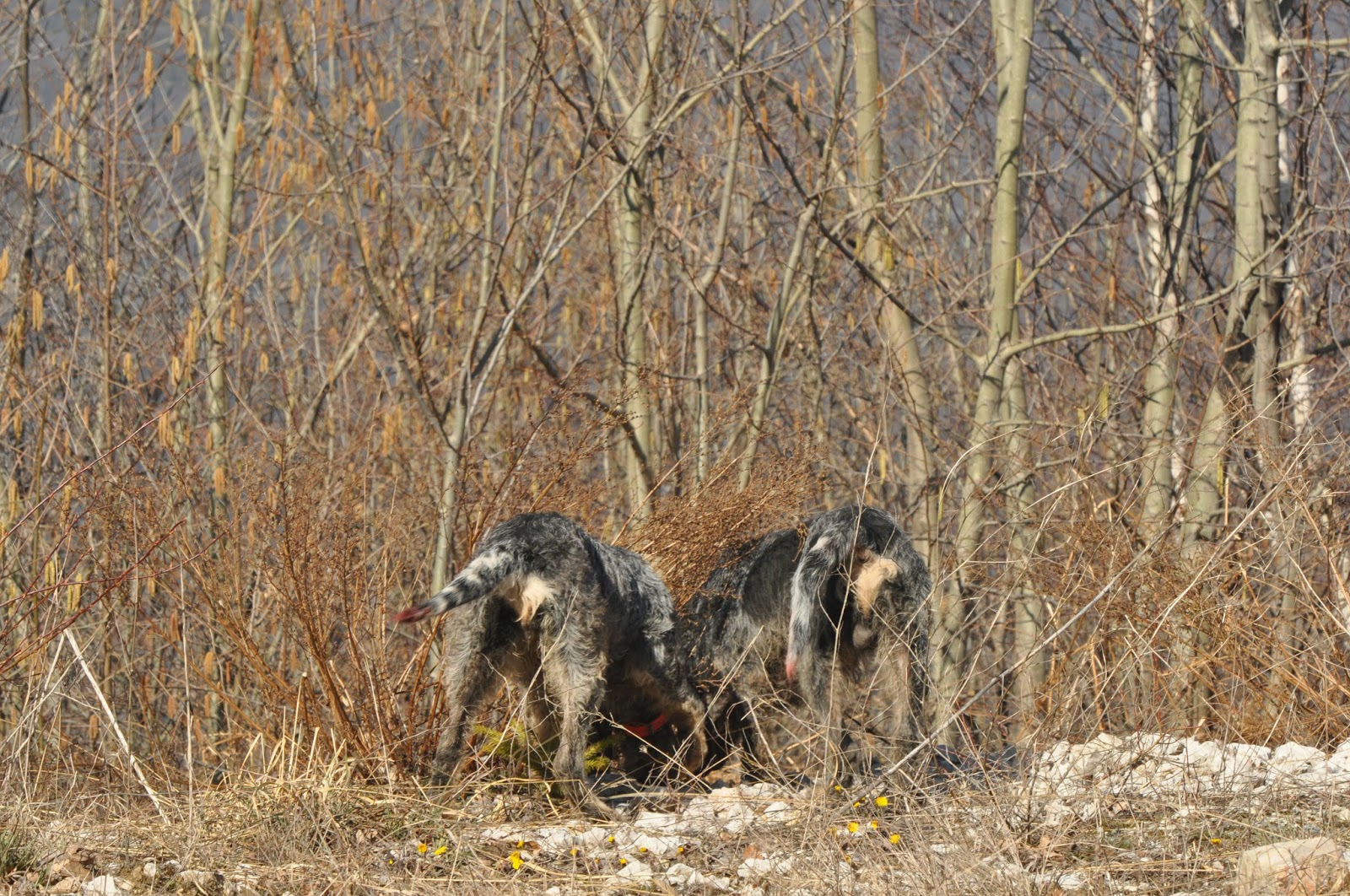 Photo Chien Griffon Bleu Gascogne