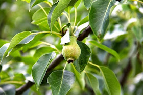 back yard pear tree (species to be determined)
