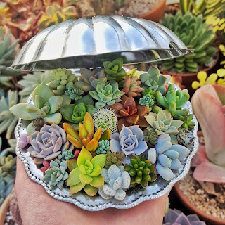 Simple succulent seashell arrangement