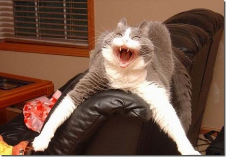 jack-cat