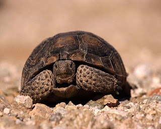 Очень древнее и долгоживущее животное: черепаха.