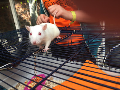 Rat animal expo 2015