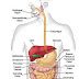 Imbalanced Nutrition - Less than Body Requirements related to GI Digestive Tract Diseases