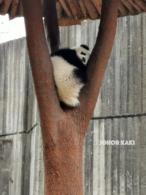 Panda in Sichuan @ Chengdu Research Base of Giant Panda Breeding 成都大熊猫繁育研究基地 🐼