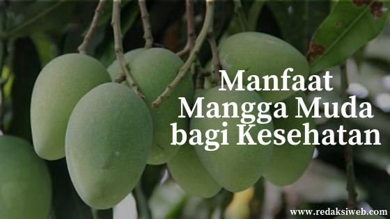 Walaupun Kecut Dan Masam Inilah 10 Manfaat Mangga Muda Yang