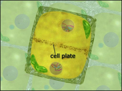 Living Environment: Mitosis