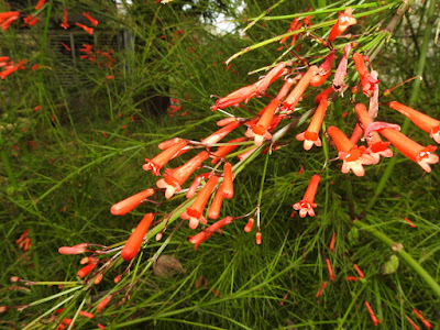 炮竹紅的花序