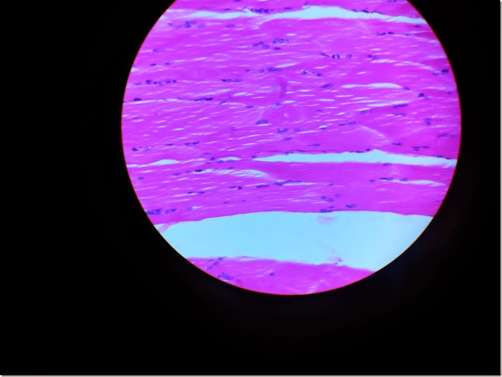 Cardiac_muscle_Histology_slide