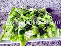 Salata de pui cu salata verde preparare reteta