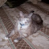 Adopt A Senior Pet Month: Why Adopt a Senior Pet?