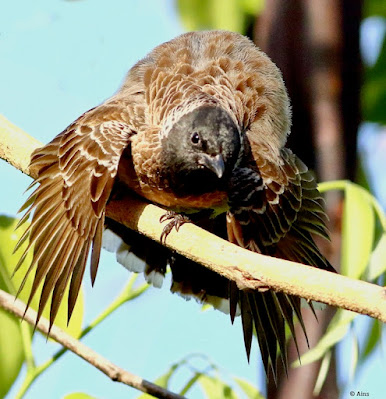 "The "jigging" behaviour as seen in the snaps could be a courtship display, or territorial behaviour."