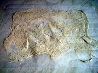 sourdough culture spread out ready for drying