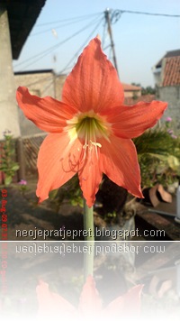 bunga cantik warna oranye 46