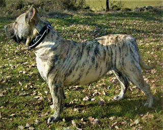 marmaduke" "great dane statesboro ga" "great dane personality" "siberian husky" "european great dane" "american bulldog" "boston terrier" "great dane rescue near me" "biggest dog in the world" "great dane life span" "shiba inu" "labrador great dane mix" "alaskan malamute" "great dane puppies near me" "weimaraner" "boxer dog" "bulldog" "great dane mixed with pitbull" "merle great dane" "great dane puppies for sale near me" "doberman pinscher" "pitbull dog" "husky" "king corso"