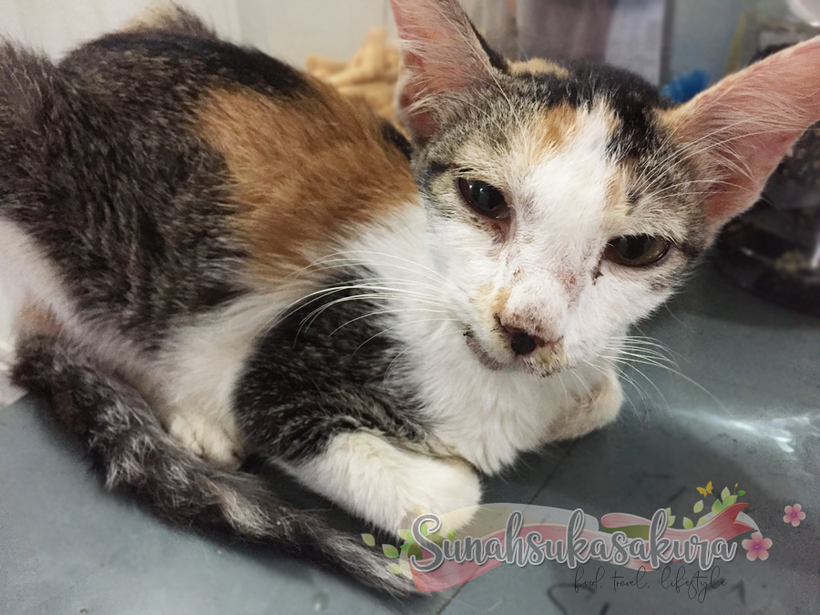 Shimmy Pergi MediCat+ USS Veterinary Clinic Taman Teratai