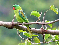 Birds Parrots Types