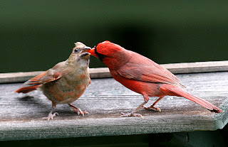 The Attractive Northern Cardinals birds