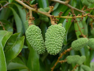 Litchi de Chine - Letchi - Litchi sinensis