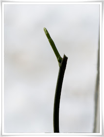 Orkidén en vecka senare, nu har den växt flera centimeter.