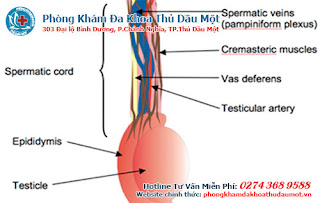 Cách điều trị bệnh giãn mạch thừng tinh