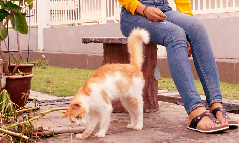 Blue jeans and a happy cat