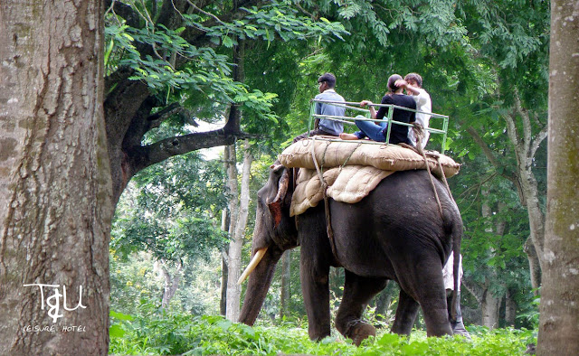 Elephant Ride in Munnar