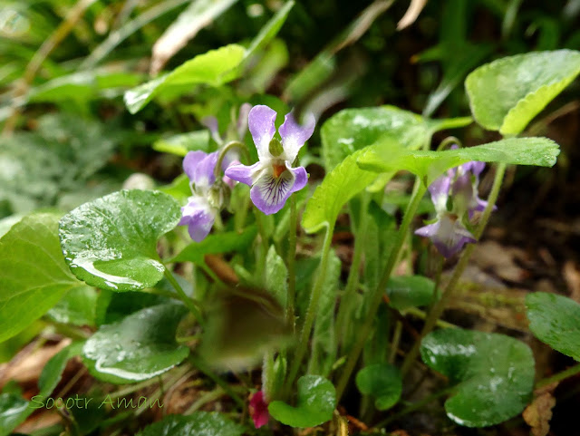 Viola hondoensis