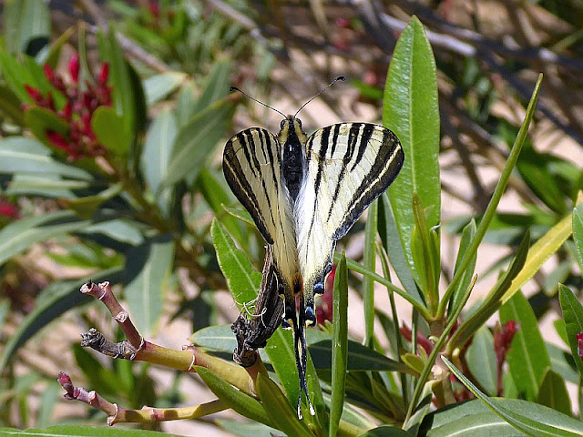 Iphiclides podalirius, Segelfalter