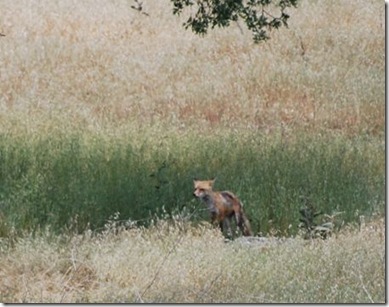 fox and cubs