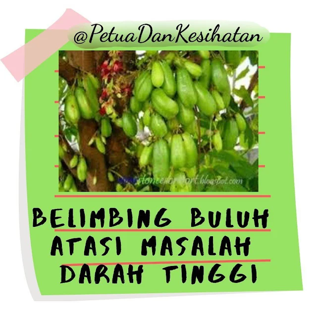 Belimbing Buluh Ubat Darah Tinggi