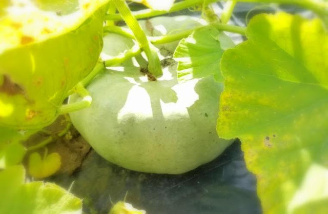 Growing Pumpkins, Gourds, Sunflowers ,Bliss-Ranch.com