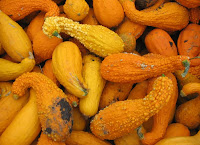 Autumn Gourds1