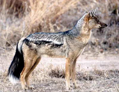 A side-striped jackal in a national park