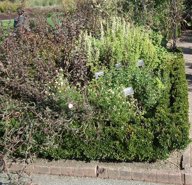 Fragrance Garden at VanDusen Botanical Garden