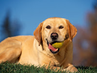 Dog Wallpaper