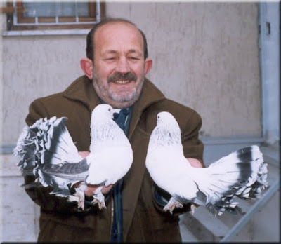 Seljuk Fantail Pigeon