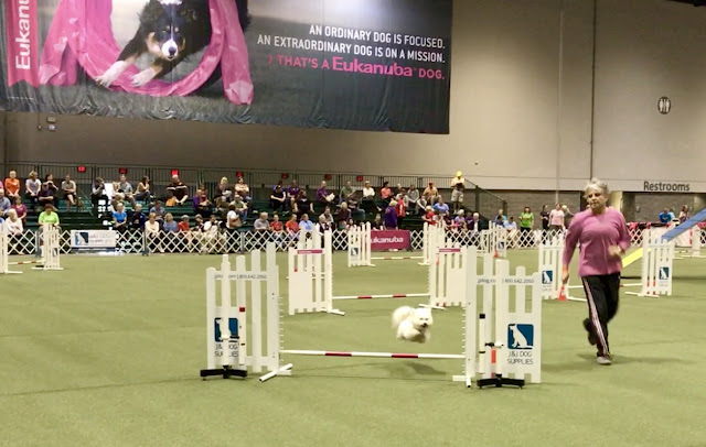 Bichon Agility #AKCDogShow #TheBigDogShow #RoyalCaninDogs AKC Invitational