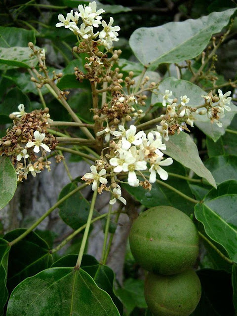 Cây Lai - Aleurites moluccana - Nguyên liệu làm thuốc Nhuận Tràng và Tẩy