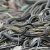 How do garter snakes breed?
